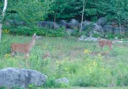 White tail deer Photo: Cindy Morin