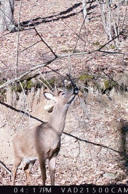 14---smiling_deer_march2018.jpg