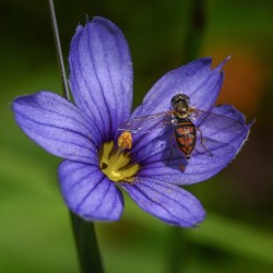 Margined calligrapher Photo: Sandy Miklas Dannis