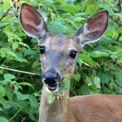Deer Photo: Jeanette Fournier