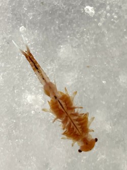 14-georgian-fairy-shrimp-ice.jpg