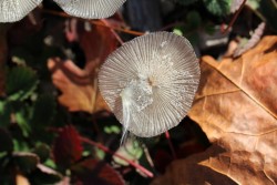 Fungi milkweed Photo: Jackson Saul