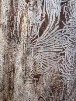 Elm bark damage Photo: Jackie Robidoux