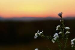 Panicled aster Photo: Liz Thompson