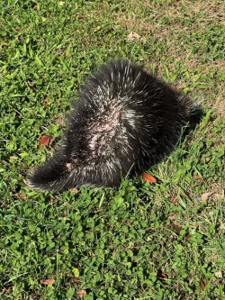 Porcupine Photo: Carolyn E. Wheeler