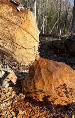 Beaver tree Photo: Jacquelyn Wilson