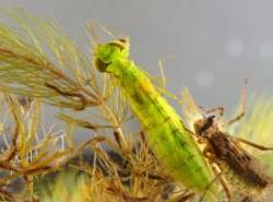Dragonfly nymphs Photo: Christine Young
