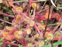 Sundew Photo: Pam Landry