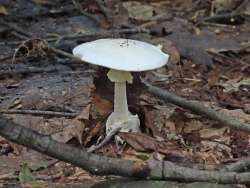 Destroying angel Photo: Charlie Schwarz