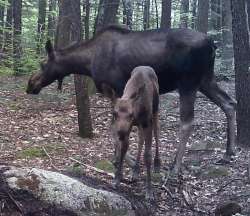 Moose family Photo: Daniel B. Hart