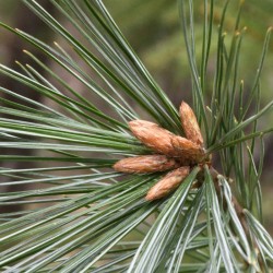 White Pine Photo: AM Dannis