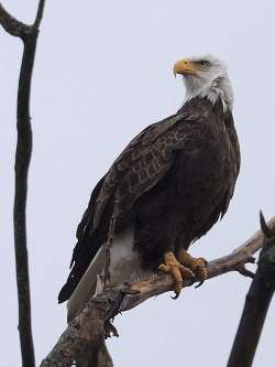 Bald eagle Photo: Charlie Schwarz