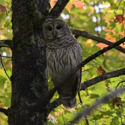 Barred Owl Photo: AM Dannis