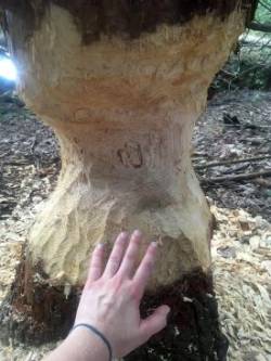 Beaver tree work Photo: Lisa Martens