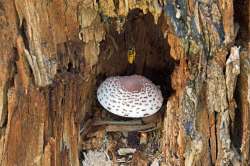 Bee on mushroom Photo: Judy Sweet