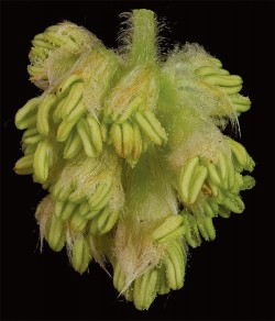 Photographer's Notebook: Tree and Shrub Flowers Photo: Jerry Jenkins