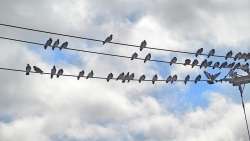 Birds on a wire Photo: Christy Butler