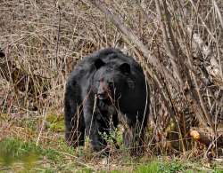 Black bear Photo: Geoffrey Bluh