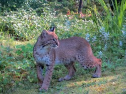 Bobcat Photo: Ben Haubrich