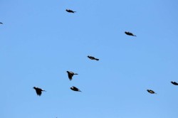 The Bobolink Project Photo: Allan Strong