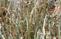 Giant cladonia Photo: Dawn Brooks