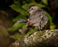 Catbird Photo: Larry Litke