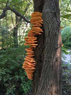 Chicken of the woods Photo: Jim Smith