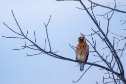 Hawk Photo: Benjamin Wymer