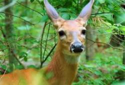 Maine Deer Photo: Deb Clough