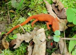 Eastern newt Photo: Andrei Burnin