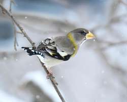 Evening grosbeak Photo: Cheryl Metcalf