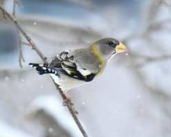 Evening grosbeak Photo: Cheryl Metcalf