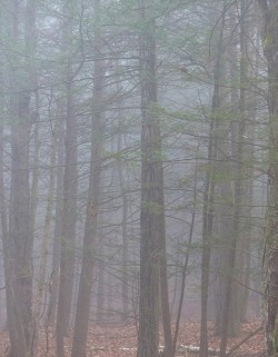 14_foggy_woods_sm_web.jpg
