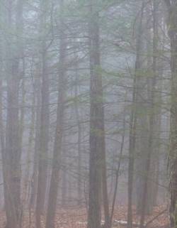 14_foggy_woods_sm_web.jpg