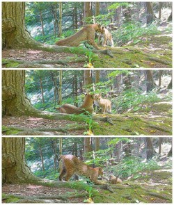 Bobcats Photo: Jennifer S. Ford