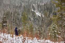 Forest Adirondacks Photo: Tom Grett