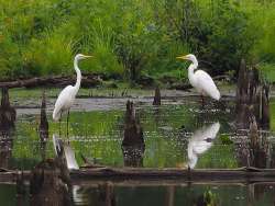 Great egret Photo: Charlie Schwarz