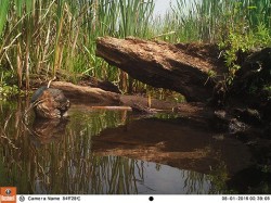 Green Day Photo: Northern Woodlands