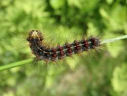 Gypsy moth Photo: Bonnie A. Pease