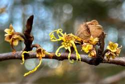 Witch hazel blossoms Photo: Susan Cloutier