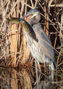 Heron Photo: Danielle Durocher