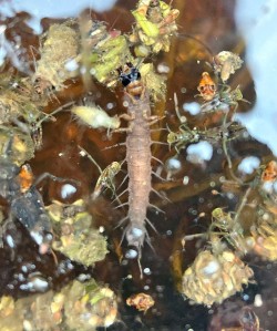 Ice Insects Photo: Kirk T. Gentalen