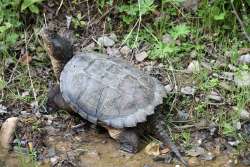 Snapping turtle Photo: Lonnie Jandreau