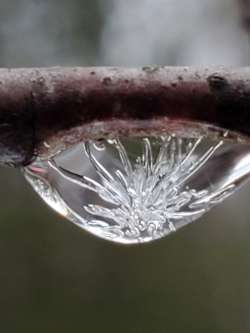 Frozen branch Photo: Susan Lichty