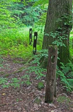 Locust Fence Post Photo: Patricia Liddle
