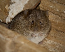 Meadow Vole Photo: Jeannie Killam