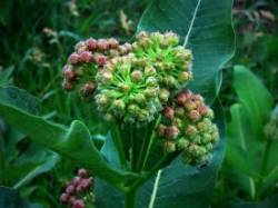 Milkweed buds Photo: Deb Clough
