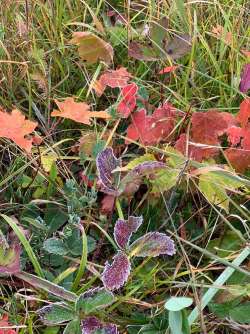 Morning frost Photo: Brigitte Kingsbury