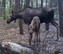 Moose family Photo: Daniel B. Hart