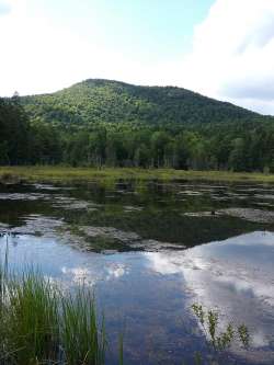 Pond Photo: Joyce Layne